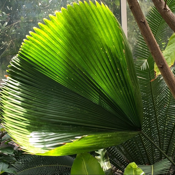 Meet your Posher, Abena - Picture 1 of 1